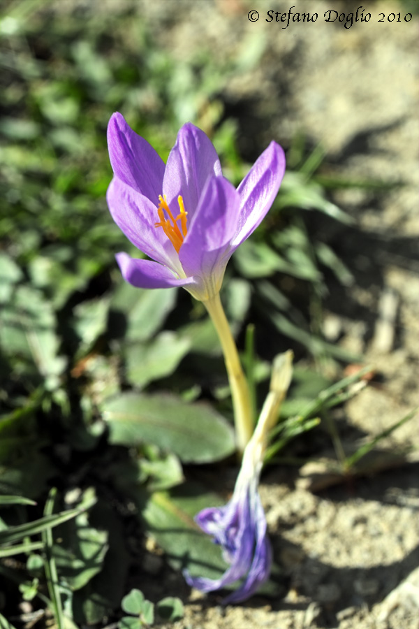 Crocus serotinus